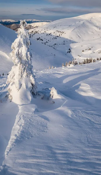 雪覆在雪山高原上的冷杉树上 顶上长满了雪角 美丽如画的阿尔卑斯山山脊上阳光灿烂的一天 — 图库照片