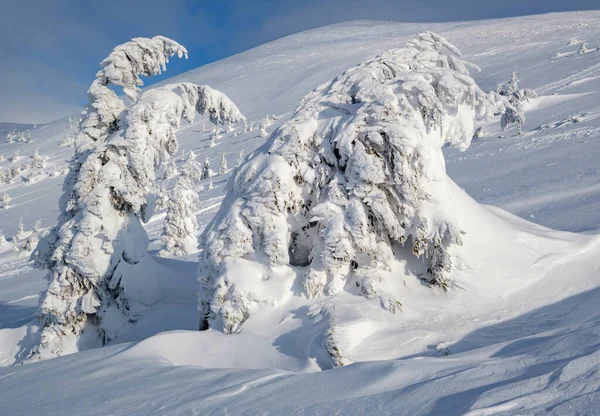 Snötäckta Granar Snötäckta Bergsplatå Toppar Med Snötäcken Långt Bort Magnifik — Stockfoto