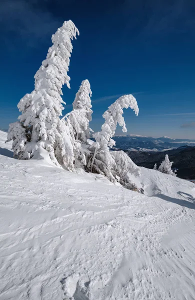 Sapins Enneigés Sur Plateau Enneigé Des Montagnes Sommets Avec Des — Photo