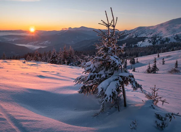 絵のように美しい冬は日の出を迎えます ウクライナのカルパティア人の最も高い尾根は ホヴラとペトロスの山々のピークを持つチョルノホラです スヴィドヴェッツ尾根とドラゴブラットスキーリゾートからの眺め — ストック写真