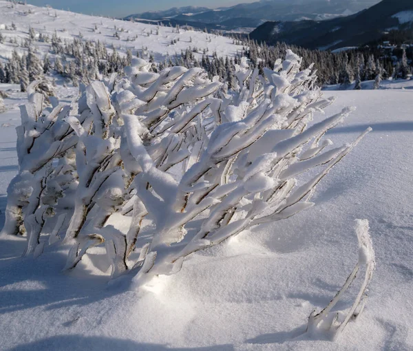 Manhã Inverno Calma Paisagem Montanhosa Com Belas Árvores Geada Snowdrifts — Fotografia de Stock