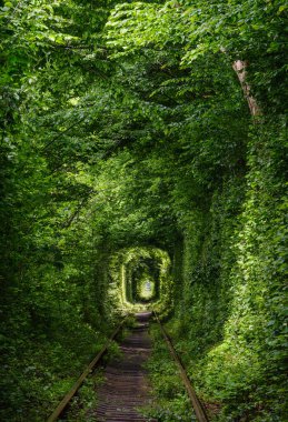 Aşk Tüneli, Ukrayna, Klevan yakınlarındaki ormanda demiryolu bölümü. Bu ismi daha önce de söyleyenler olmuştu. Bu arada, yakınlardaki bir köyden kızlar ve eski bir askeri birlikten askerler randevuya çıkmışlardı..