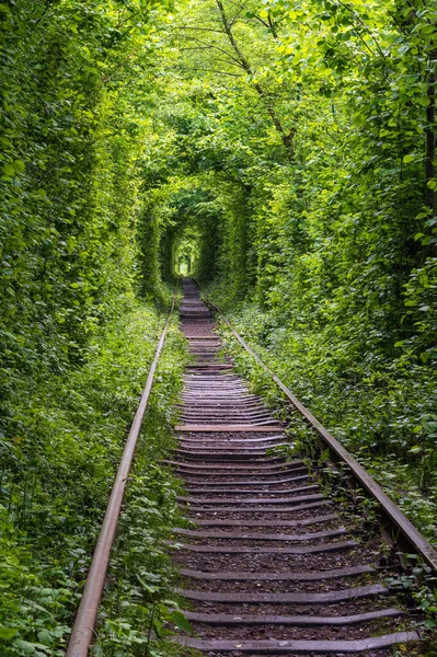 Love Tunnel Σιδηροδρομικό Τμήμα Στο Δάσος Κοντά Στο Klevan Ουκρανία — Φωτογραφία Αρχείου