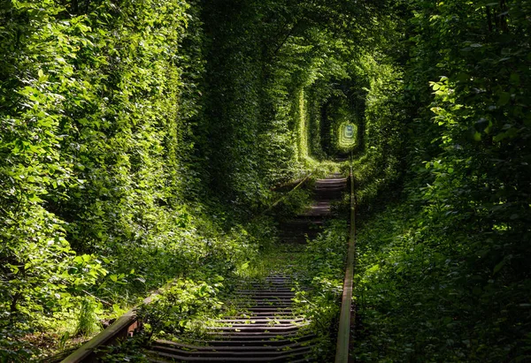 Love Tunnel Seção Ferroviária Floresta Perto Klevan Ucrânia Assim Chamado — Fotografia de Stock