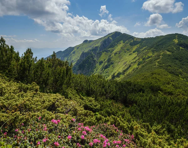 Roze Roos Rododendron Bloemen Zomer Berghelling Marmaros Pip Ivan Mountain — Stockfoto