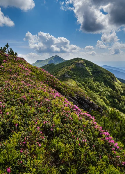 Rosa Rosa Fiori Rododendro Sul Pendio Della Montagna Estiva Marmaros — Foto Stock