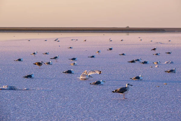 Seagull Birds Sunset Genichesk Pink Extremely Salty Lake Colored Microalgae — Stock Photo, Image