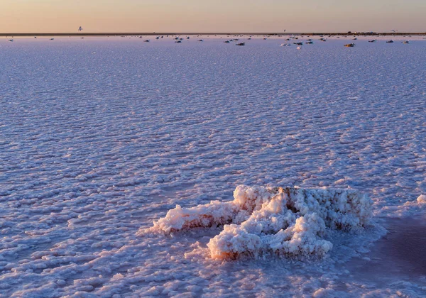 Západ Slunce Genichesk Růžové Extrémně Slané Jezero Zbarvené Mikrořasami Krystalickými — Stock fotografie