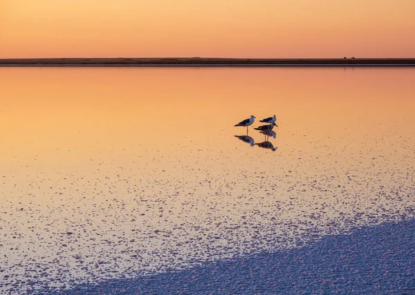 Ptaki Mewy Zachodzie Słońca Genichesk Różowe Niezwykle Słone Jezioro Barwione — Zdjęcie stockowe