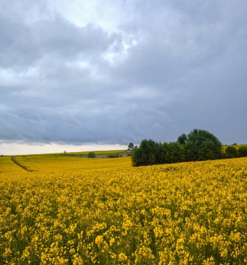 Sarı çiçekli kolza tohumu tarlaları, bulutlu fırtına öncesi yağmurlu gökyüzü ve yeşil tepeler. Doğal mevsim, iklim, hava, eko, tarım, kırsal kırsal güzellik kavramı.