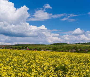 Bahar kolza tohumu sarı çiçek açan tarlalar, mavi gökyüzü ve güneş ışığı altında bulutlar. Doğal mevsim, iyi hava, iklim, eko, tarım, kırsal güzellik kavramı.