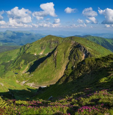Yaz dağı kayalık tepesi, rhododendron çiçekleri ve cüce alp çam çalıları. Marmaros Pip Ivan Dağı, Karpatyalı, Ukrayna.
