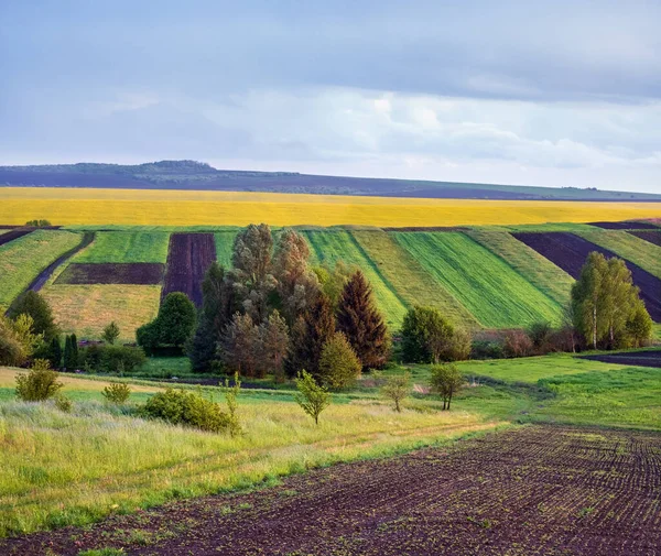 Spring Yellow Flowering Rapeseed Small Farmlands Fields Cloudy Evening Sky — Stock Photo, Image