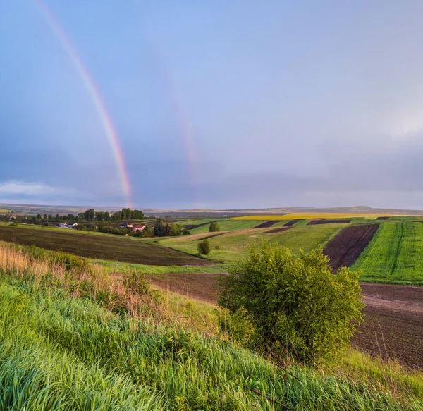 Jarní Řepková Semínka Malá Pole Večerním Deštivém Výhledu Zatažená Obloha — Stock fotografie