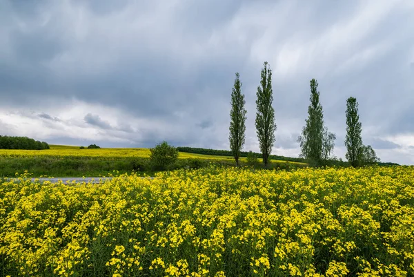 Vysoké Topol Stromy Skupiny Silnice Přes Jarní Řepkové Žluté Kvetoucí — Stock fotografie