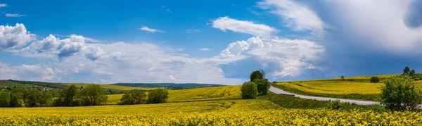 Weg Door Lente Koolzaad Gele Bloeiende Velden Panoramisch Uitzicht Blauwe — Stockfoto