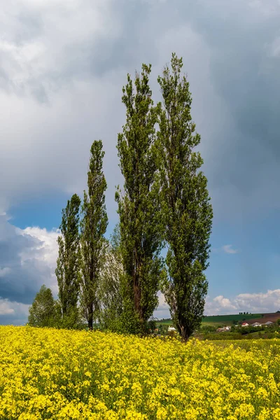 Vysoké Topol Stromy Skupiny Jaře Řepky Žluté Kvetoucí Pole Pohled — Stock fotografie