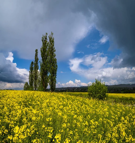 High Poplar Trees Group Spring Rapeseed Yellow Blooming Fields View — Stock Photo, Image