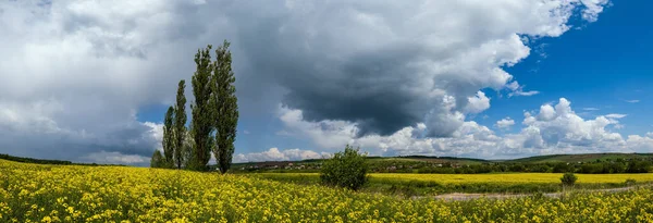 Cesta Jarním Řepkovým Semenem Žluté Kvetoucí Pole Panoramatický Výhled Modrá — Stock fotografie