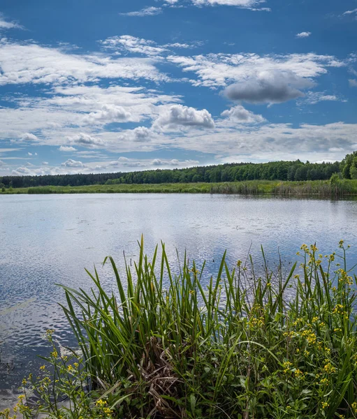 Summer Countryside Valley Rushy Lake Landscape — Stock Photo, Image