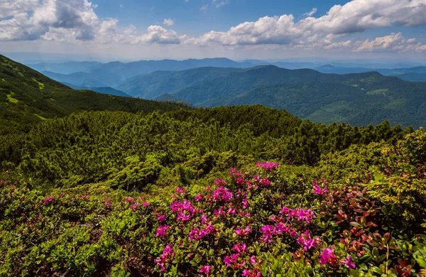 Růžové Květy Rododendronu Letním Horském Svahu Marmaros Pip Ivan Mountain — Stock fotografie