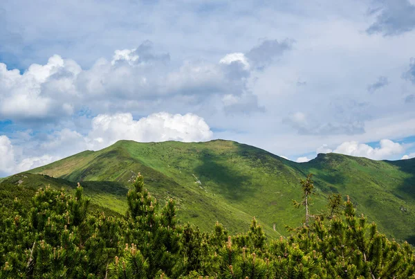 Καλοκαίρι Βουνό Κορυφογραμμή Και Νάνος Αλπικό Πεύκο Marmaros Pip Ivan — Φωτογραφία Αρχείου