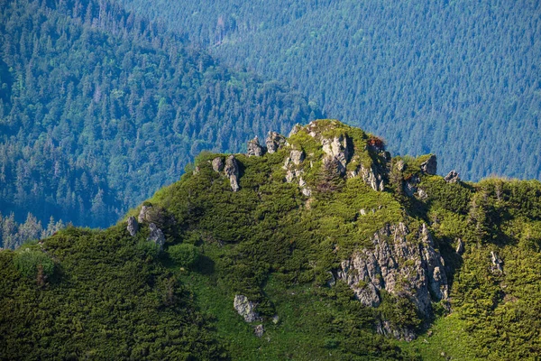 夏の山の岩の尾根と小人高山の茂み松 マルマロスピップイワン山 カルパティア ウクライナ — ストック写真