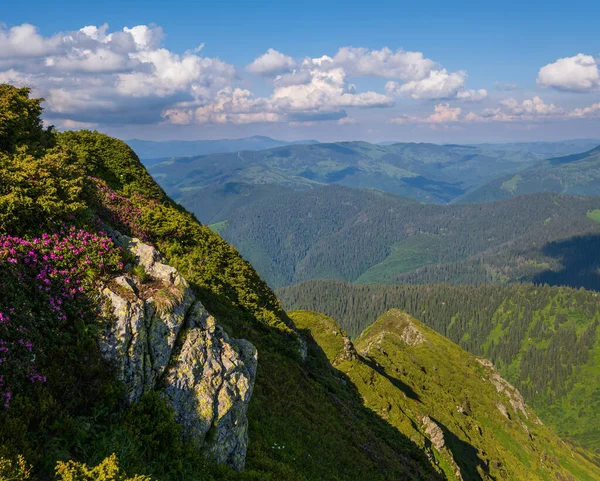 夏の山の斜面にピンクのバラシャクナゲの花 ピップ イワン山 カルパティア ウクライナ — ストック写真