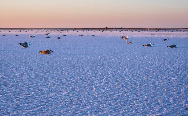 Las Aves Gaviota Puesta Del Sol Genichesk Rosa Lago Extremadamente —  Fotos de Stock