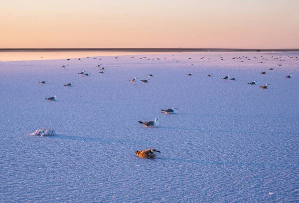 Las Aves Gaviota Puesta Del Sol Genichesk Rosa Lago Extremadamente —  Fotos de Stock