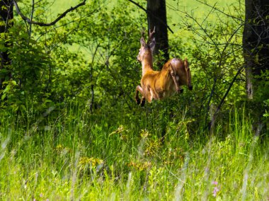 Genç geyik bahar kolza tohumu sarı çiçek tarlasından küçük koruluğa kaçar. Doğal mevsim, iyi hava, iklim, eko, çiftçilik, kırsal ve hayvan güzelliği kavramı.