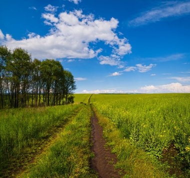 Bahar aylarında kolza tohumu açan sarı tarlalar panoramik manzara bulutlu ve güneşli mavi gökyüzü. Doğal mevsim, iyi hava, iklim, eko, tarım, kırsal güzellik kavramı.