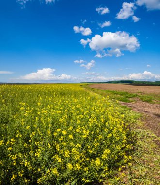 Bahar aylarında kolza tohumu açan sarı tarlalar panoramik manzara bulutlu ve güneşli mavi gökyüzü. Doğal mevsim, iyi hava, iklim, eko, tarım, kırsal güzellik kavramı.