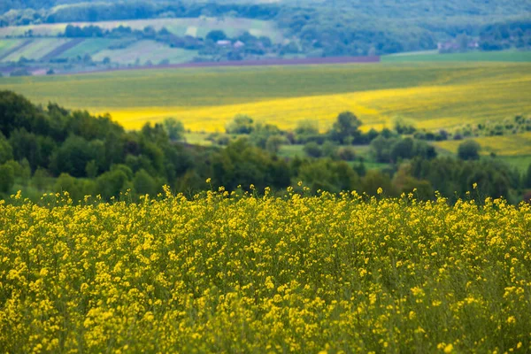 Jarní Řepkové Semínko Žluté Kvetoucí Pole Panoramatický Výhled Modrá Obloha — Stock fotografie