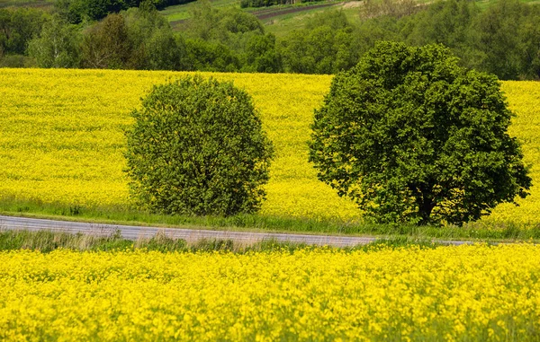 Bahar Kolza Tohumu Sarı Çiçek Tarlaları Manzaralı Yol Doğal Mevsim — Stok fotoğraf