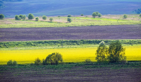 Voorjaar Uitzicht Het Platteland Met Koolzaad Gele Bloeiende Velden Bossen — Stockfoto