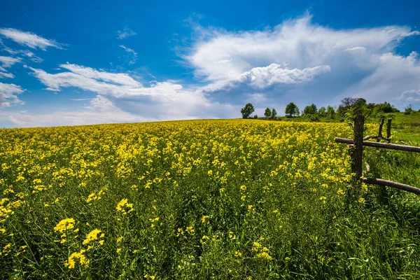 Tavaszi Repce Sárga Virágzó Mezők Kilátás Kék Felhők Napsütés Természetes — Stock Fotó