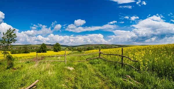 Jarní Řepkové Semínko Žluté Kvetoucí Pole Panoramatický Výhled Modrá Obloha — Stock fotografie