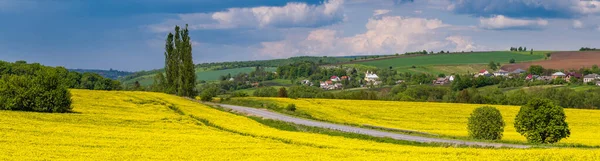 Road through spring rapeseed yellow blooming fields panoramic view, blue sky with clouds in sunlight. Natural seasonal, good weather, climate, eco, farming, countryside beauty concept.