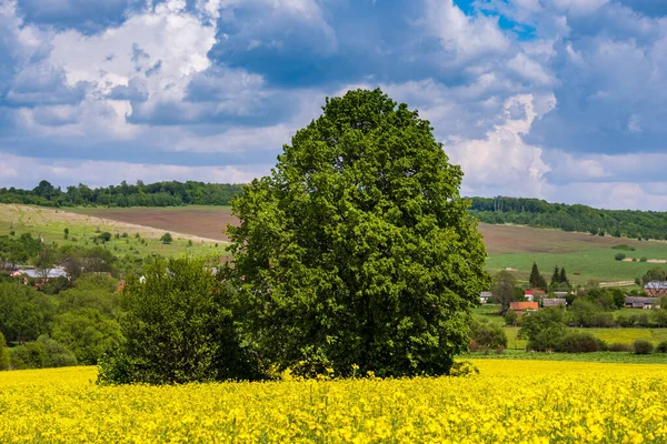 Spring Countryside View Linden Tree Rapeseed Yellow Blooming Fields Village — Stock Photo, Image