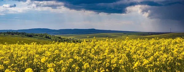 Jarní Řepkové Semínko Žluté Kvetoucí Pole Panoramatický Výhled Obloha Mraky — Stock fotografie