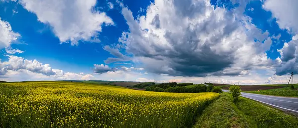 Cesta Jarním Řepkovým Semenem Žluté Kvetoucí Pole Panoramatický Výhled Modrá — Stock fotografie