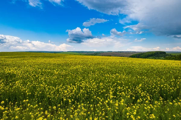 Jarní Řepková Žlutá Kvetoucí Pole Přírodní Sezónní Dobré Počasí Klima — Stock fotografie