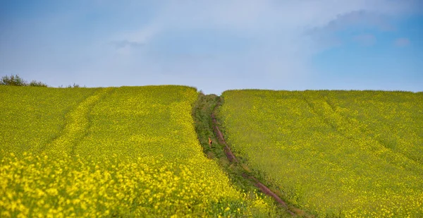 Kleine Jonge Herten Vuile Weg Door Lente Koolzaad Gele Bloeiende — Stockfoto