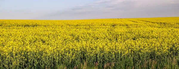 Bahar Kolza Tohumu Sarı Çiçek Açan Tarlalar Güneş Işığında Mavi — Stok fotoğraf