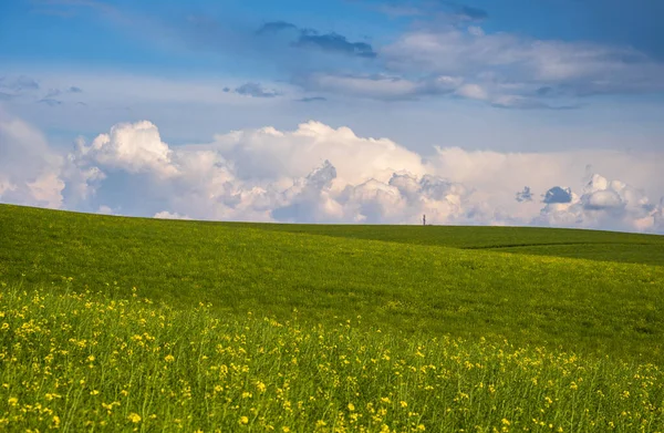 Voorjaar Koolzaad Geel Bloeiende Velden Uitzicht Blauwe Lucht Met Wolken — Stockfoto
