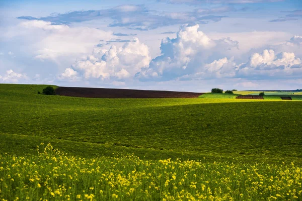 Lente Avond Uitzicht Met Koolzaad Gele Bloeiende Velden Zonlicht Met — Stockfoto