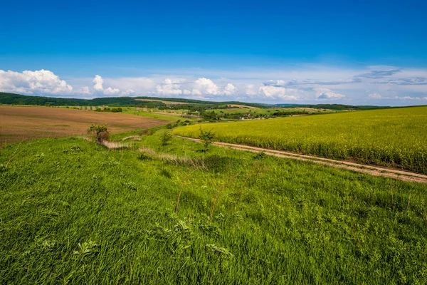 Voorjaar Uitzicht Het Platteland Met Vuile Weg Koolzaad Gele Bloeiende — Stockfoto