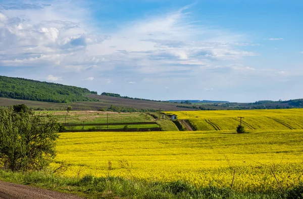 Jarní Krajina Pohled Řepkou Žluté Kvetoucí Pole Háje Kopce Ukrajina — Stock fotografie
