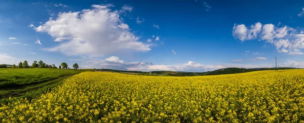 Jarní Řepkové Semínko Žluté Kvetoucí Pole Panoramatický Výhled Modrá Obloha — Stock fotografie